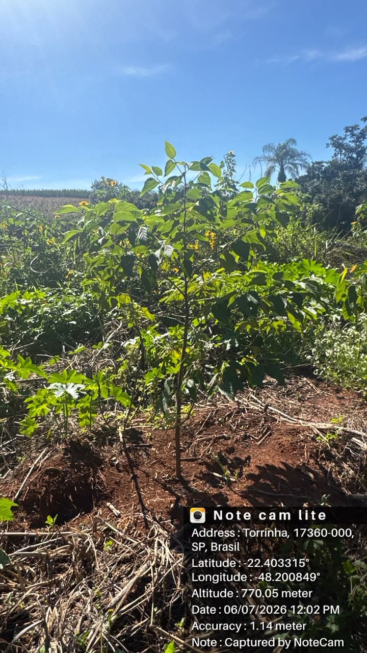 Foto da galeria da Polizel Florestal